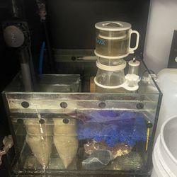 Saltwater Fish Tank Sump And Skimmer