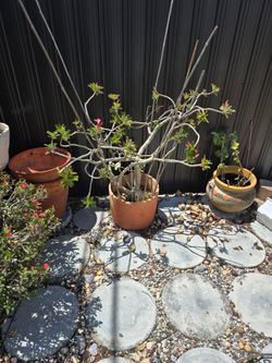 Desert Roses Rosas del desierto