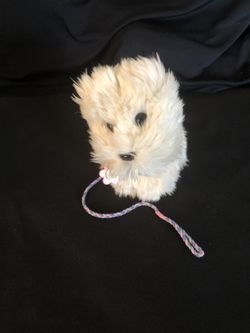 American Girl Dog Coconut Retires 