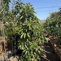 Hass Avocado Tree