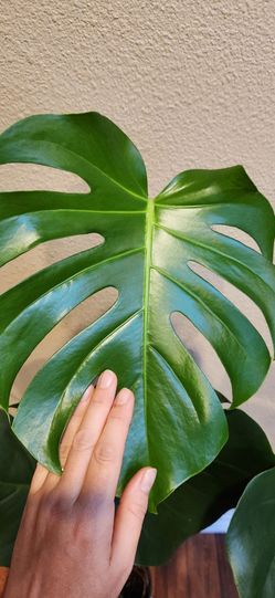 Monstera Deliciosa Live Plant