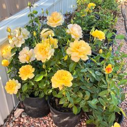 Plantas de rosas y árboles de rosas