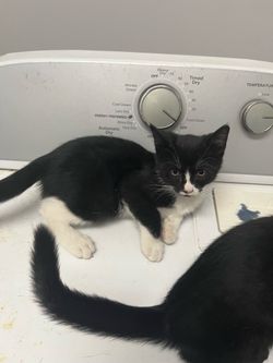 Cat appliances