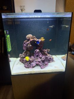 40 Gallon Cube Saltwater Aquarium