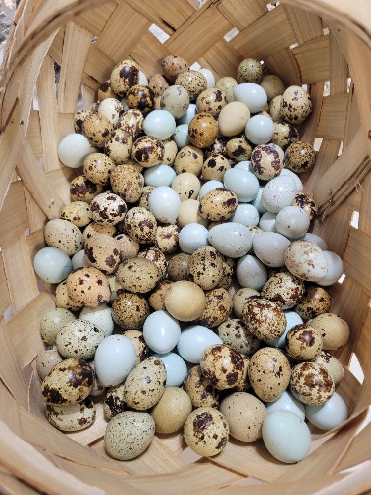 Quail Eggs