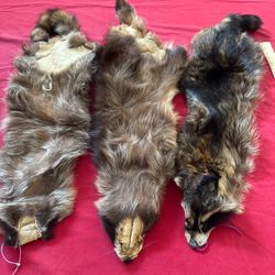 Tanned Raccoon Fur Pelts