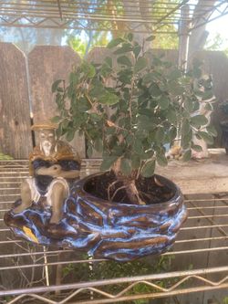 Bonsai plants  for sale $85 each