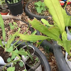 Queen Of The Night Bramha Kamal  Flower Plant 