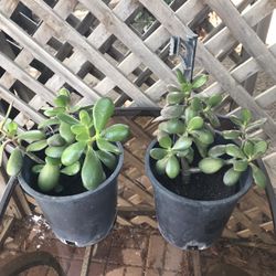 1 Year Old jade Plant. $8 each