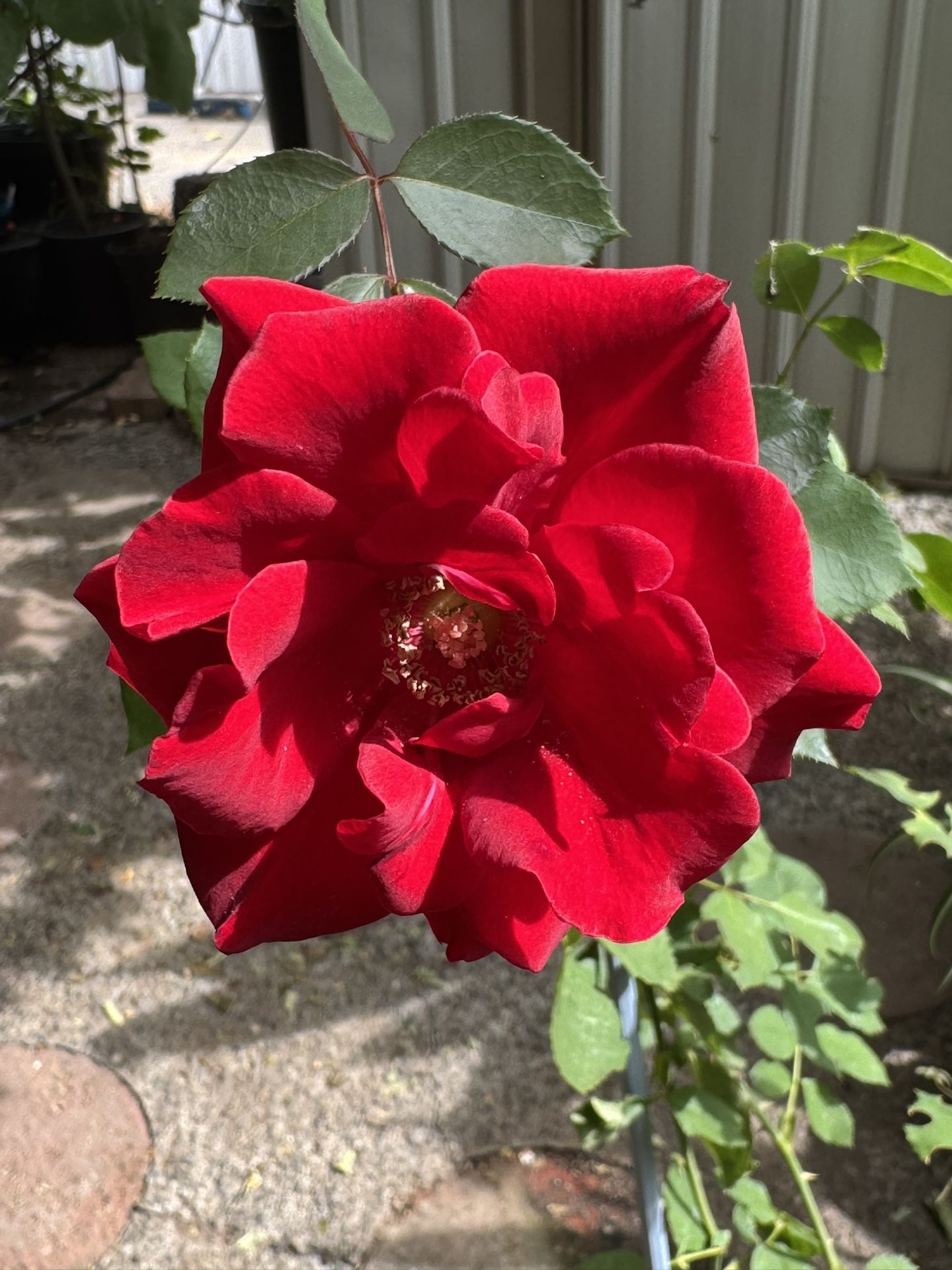 Don Juan Climbing Rose