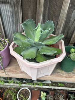 Succulent