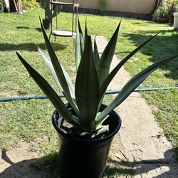 Agave
