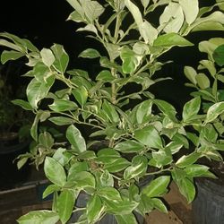  Fruit Trees / Citrus