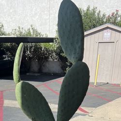 Cactus Plant In Terra Cotta Pot - Cacti, Talavera, Succulent 