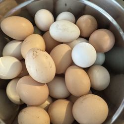 Fresh Organic Eggs 
