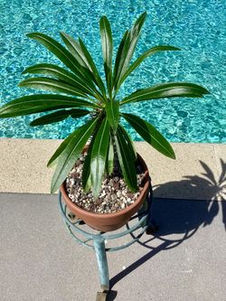 A Small Madagascar Palm In A Terracotta Pot