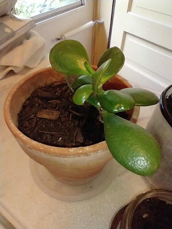 FREE - 3 Succulents FREE