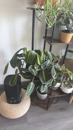 Prayer plant!! Mantara