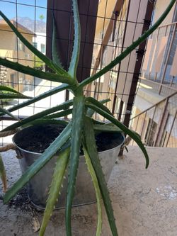 Aloe