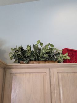 Silk Plants X4