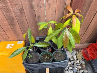 Avocado Plant in 6” Planter