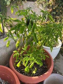 Three Large Jalapeño Plants