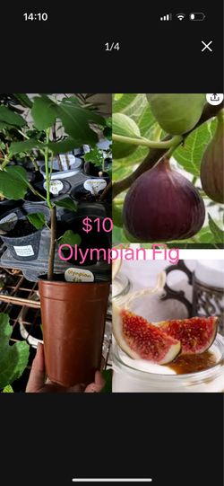 Olympian Fig Tree$10