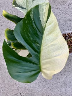Monstera Deliciosa x Borsigiana Mint 
