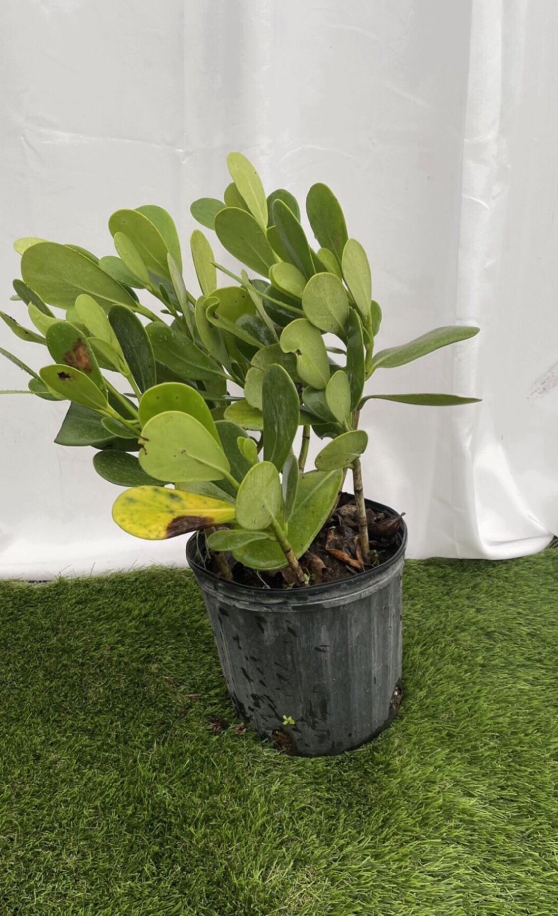 Clusia - 3 Gallon