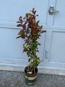 Star jasmine tree