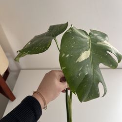 Monstera Thai Con Top Cutting