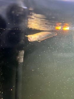 Fish tank