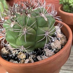 Maceta De Caucto Pestañas Muy Bonito Y Grande 