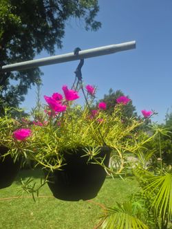 Planta colgante