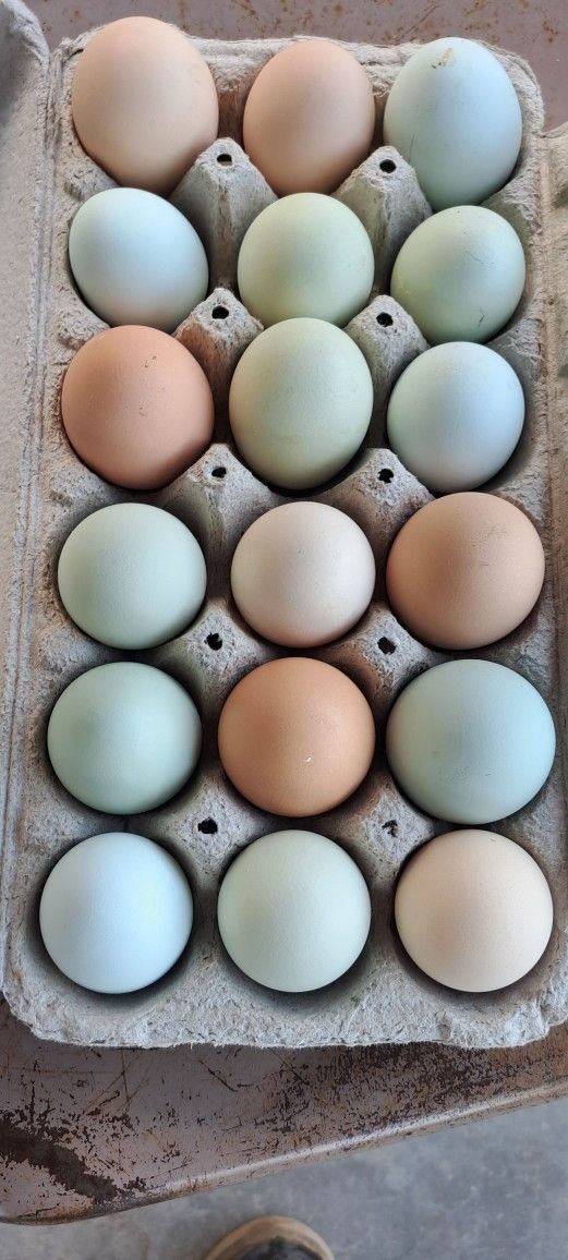 Huevos 12 for $6 tengo 8 dozenas
Chicken Eggs organic huevos de gallina 12 eggs for $6