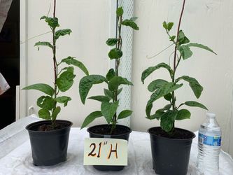 Passion Fruit seedlings (purple)
