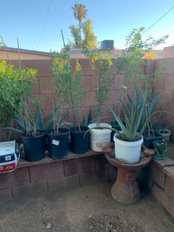 Assorted Plants Agave Aloe Vera Guamuchil Trees & More
