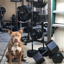 Dumbbells And Barbells