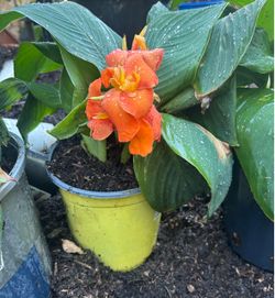 Canna Lilies Platanillo