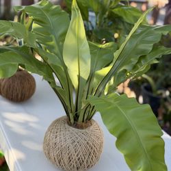 KOKEDAMA FOR SALE 