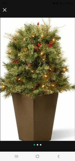 Christmas Bush 36"tall