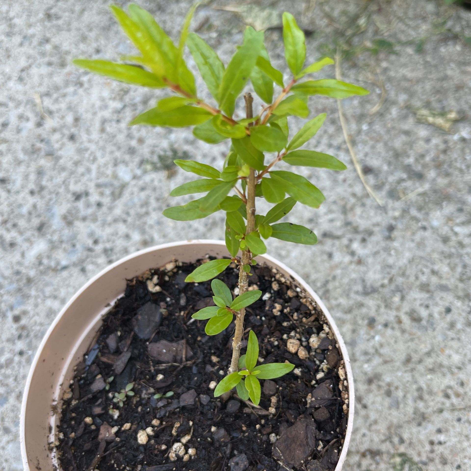 Pomegranate Tree $5