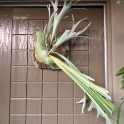 Large Staghorn Veitchii