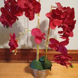 Red Orchid Plant 