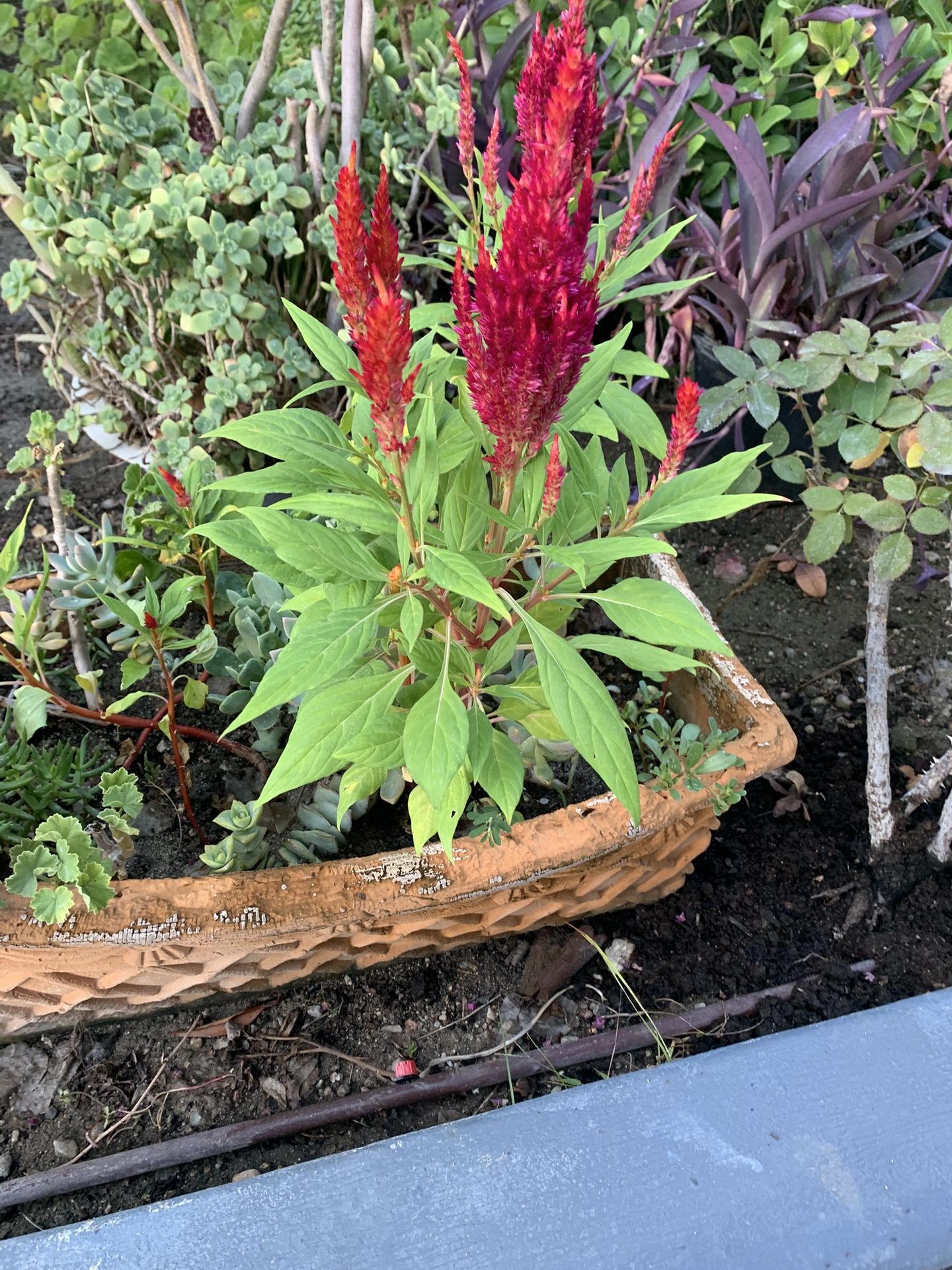 Clay Pot With 4 Different Plants $25