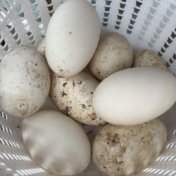 Goose Eggs