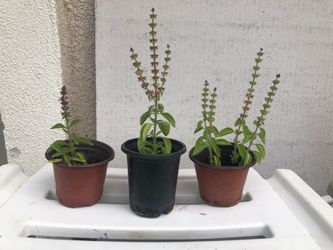 Tulsi plants