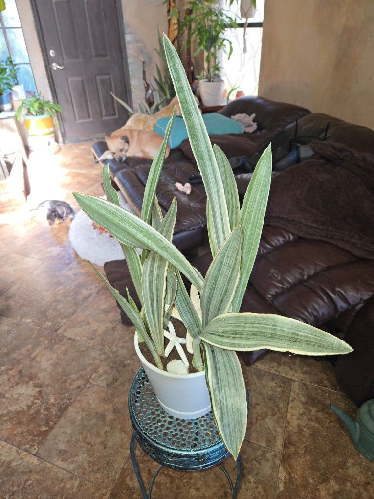 28in Tall Sayuri Sansevieria Snake Plant