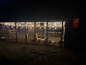 Farm Fresh Duck And Chicken Eggs