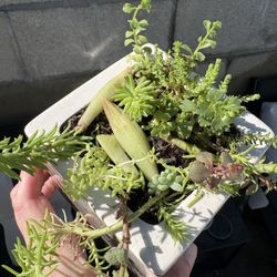 2 Clay Pot Succulent